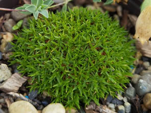 Arenaria 'Wallowa Mountains'